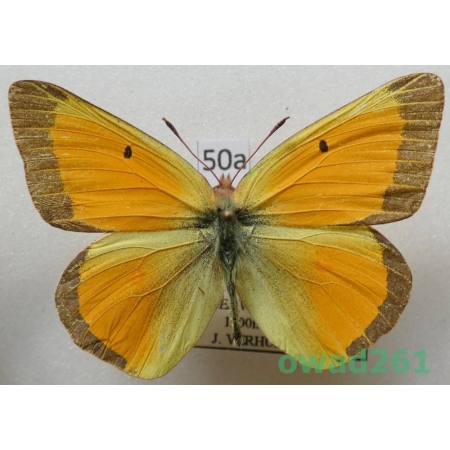 Colias krauthii kluanensis Ferris, 1981 male USA50a